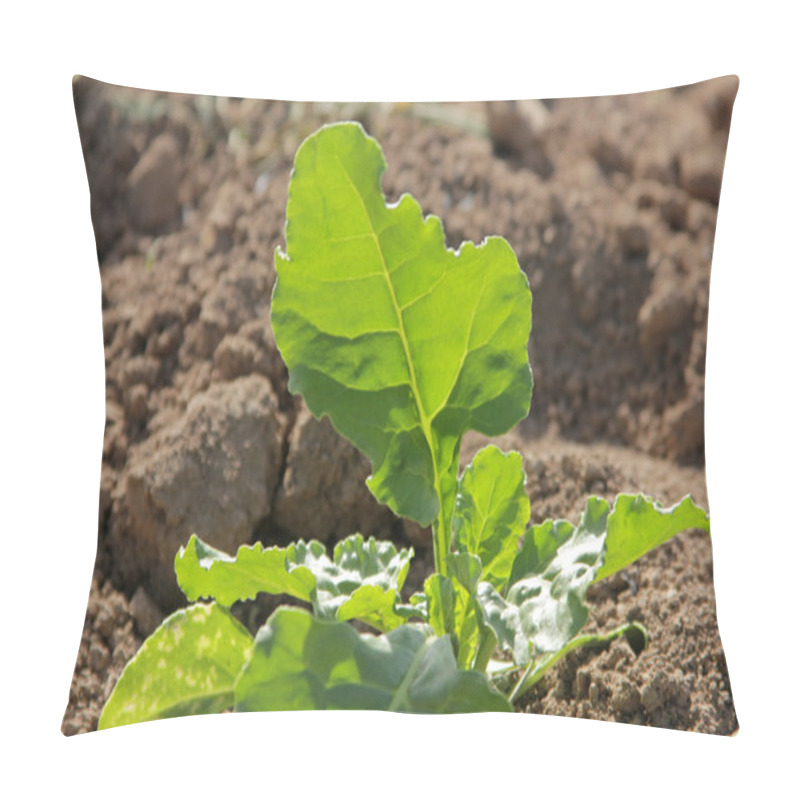 Personality  Sugar Beet Pillow Covers