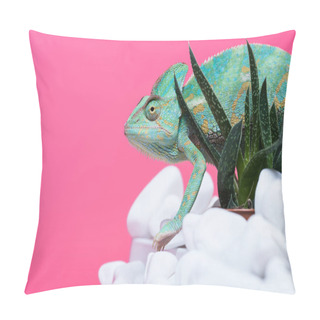 Personality  Side View Of Beautiful Exotic Chameleon On Stones With Succulents Isolated On Pink   Pillow Covers