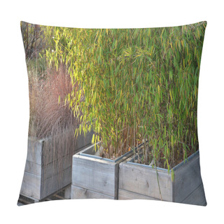 Personality  Bamboo Growing In A Wooden Pot With A Paste Lining. Natural Board Cover. Pillow Covers