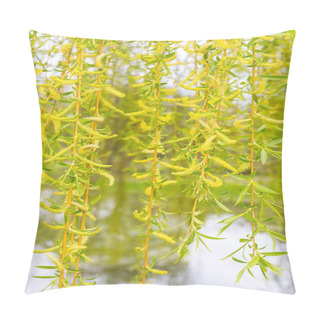 Personality  Fresh Green Flowering Catkins With Leaves Of Weeping Willow Pillow Covers