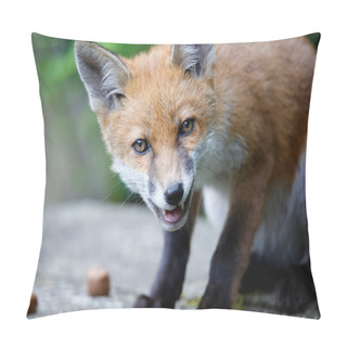 Personality  Urban Fox Cubs Playing And Exploring Pillow Covers