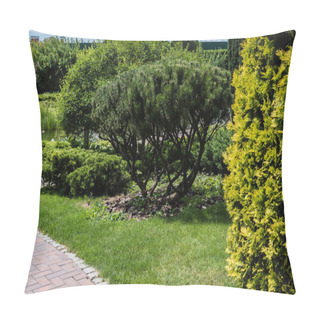 Personality  Selective Focus Of Fir Trees With Green Needles On Grass On Park  Pillow Covers