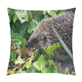 Personality  Young Hedgehog In Garden Pillow Covers