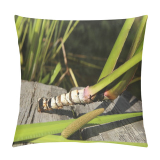 Personality  Freshly Dug Acorus Calamus Root With Leaves And Inflorescence. Fresh Acorus Calamus Root On Wooden Background. Top View. Pillow Covers