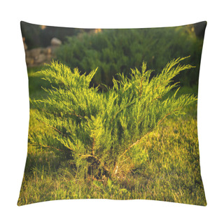 Personality  Bush Of Juniper (Juniperus Sabina) At Sunset In Landscape Garden In Summer. Pillow Covers