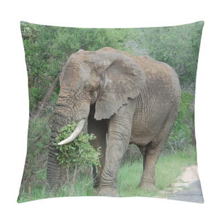Personality  Wildlife: African Elephant Pillow Covers