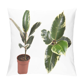 Personality  Full Side And Top View Of Tropical 'Ficus Elastica Variegata' Rubber Tree House Plant Isolated On White Background Pillow Covers
