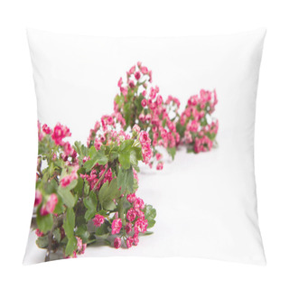 Personality  Midland Hawthorn (Crataegus Laevigata) Branch With Blossoms On A White Background With Text Space Pillow Covers