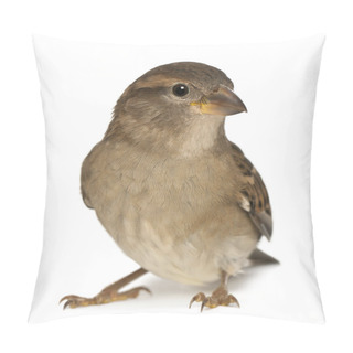 Personality  Male House Sparrow - Passer Domesticus (5 Months Old) Pillow Covers