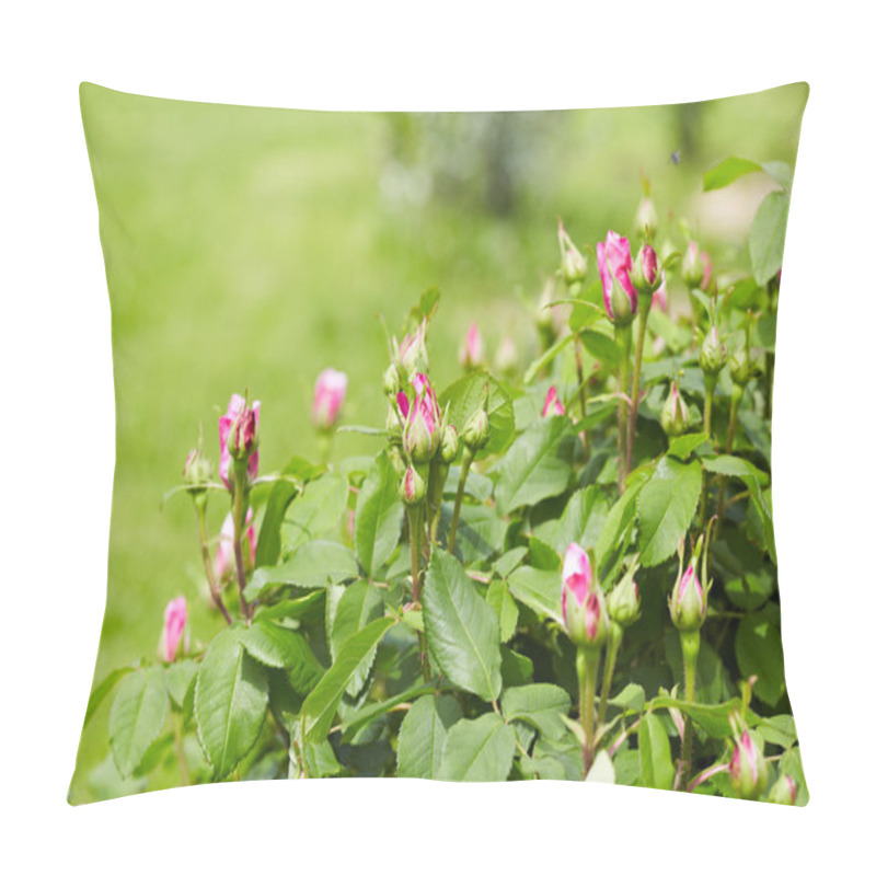 Personality  Buds of roses on the bushes pillow covers