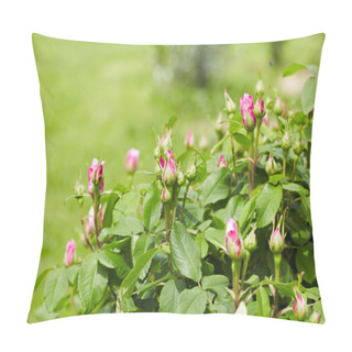Personality  Buds Of Roses On The Bushes Pillow Covers