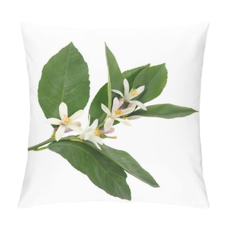 Personality  Orange Blossom Pillow Covers