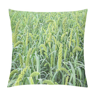 Personality  Foxtail Millet Field Pillow Covers