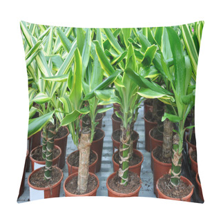 Personality  Dracaena Seedlings In Store Pillow Covers