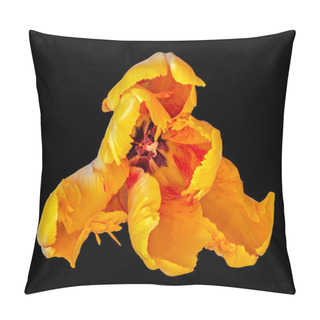 Personality  Still Life Fine Art Bright Colorful Macro Of A Single Isolated Wide Open Parrot Tulip Blossom In Surrealistic/fantastic Realism Style With Pop-art Colors On Black Background Pillow Covers