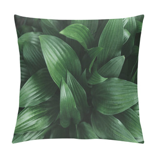 Personality Full Frame Image Of Hosta Leaves Background Pillow Covers