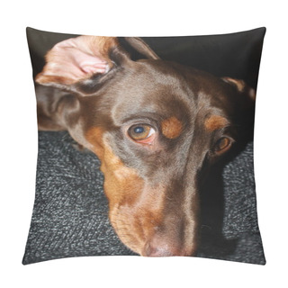 Personality  Dog Breed Jack Russell Terrier  Pillow Covers