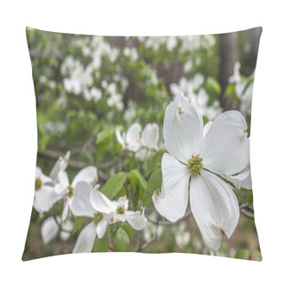 Personality  Dogwood Tree In Spring Pillow Covers