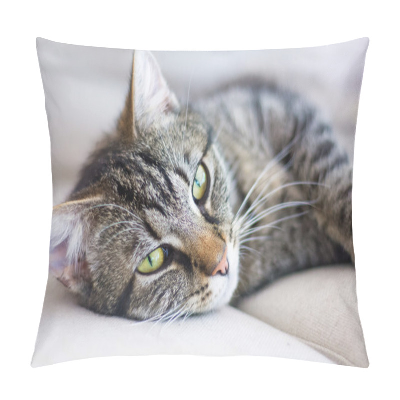 Personality  cat portrait, tabby feels well and is cozy on a light gray sofa pillow covers