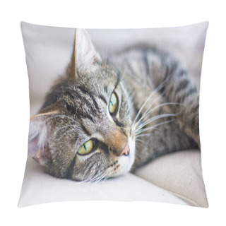 Personality  Cat Portrait, Tabby Feels Well And Is Cozy On A Light Gray Sofa Pillow Covers