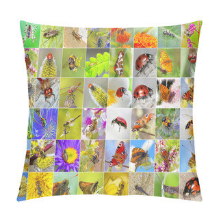 Personality  Insects. A Collage Of Photos Of Insects Found In Siberia Pillow Covers