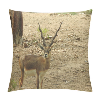 Personality  Red Deer Fighting, Fallow Deer Fighting. Two Whitetail Deer. Close Up Red Deer Stag In Forest, Single Adult Noble Deer With Big Beautiful Horns On Snowy Field, Roe Deer Sitting In A Green Grass Field A Closeup Look And Detailed View Of This Species. Pillow Covers