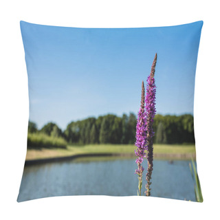 Personality  Selective Focus Of Purple Blooming Lupines In Park  Pillow Covers