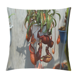 Personality  Beautiful Pitcher Carnivorous Plant Pot In Vietnam Pillow Covers