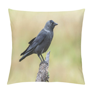 Personality  Western Jackdaw,( Corvus Monedula ) , Perched On A Tree Branch Pillow Covers