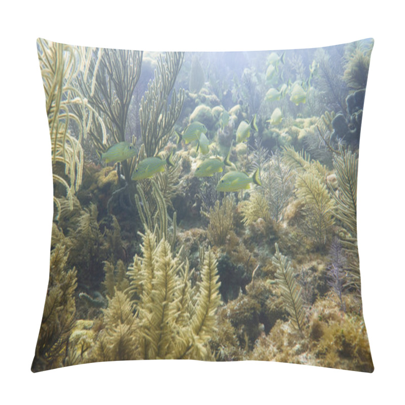 Personality  French Grunts swimming  pillow covers