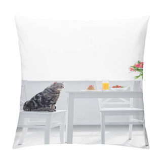Personality  Cute Scottish Straight Cat Sitting On Chair Near Table With Breakfast Pillow Covers