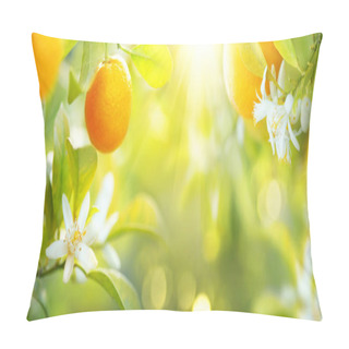 Personality  Ripe Oranges Hanging On Tree In Sunny Orchard Pillow Covers