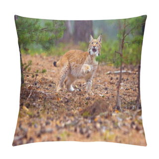 Personality  The Eurasian Lynx (Lynx Lynx), Also Known As The European Lynx Or Siberian Lynx In Autumn Colors In The Pine Forest. Pillow Covers