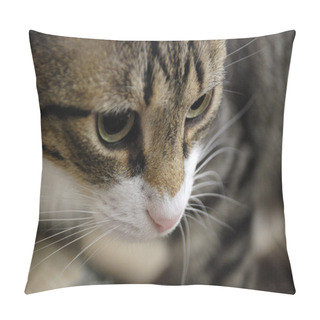Personality  Tabby Cat The Pillow Covers