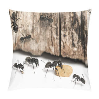 Personality  Carpenter Ant, Camponotus Vagus, Carrying An Egg Pillow Covers