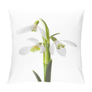 Personality  Three Snowdrop Flowers. Pillow Covers