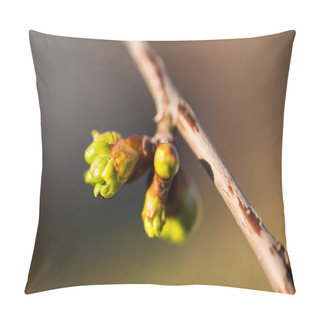 Personality  Tree Buds In Spring Pillow Covers