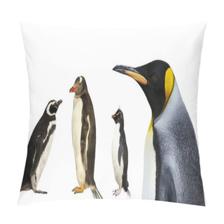 Personality  Close-up Of A Magellanic, Gentoo, Rockhopper And King Penguins On A Clear White Background.  Pillow Covers