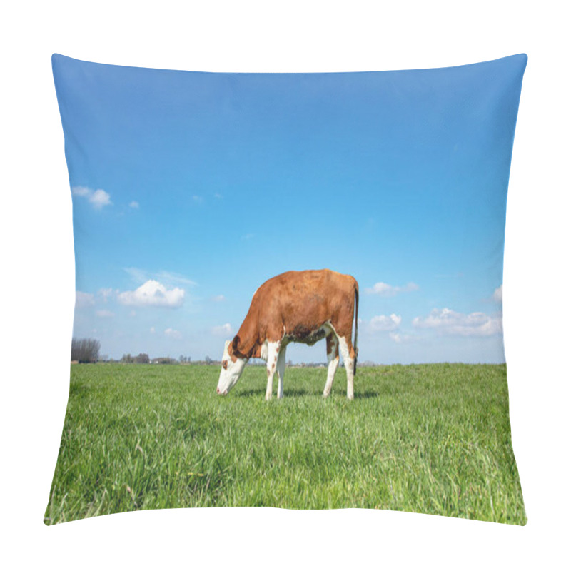 Personality  Blisterhead heifer cow, brown and white, grazing in the vivid green pasture, cattle breed known also known as blaarkop, fleckvieh, with a bright blue sky.  pillow covers