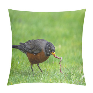 Personality  American Robin (Turdus Migratorius) Hunting For Earthworms Pillow Covers