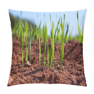 Personality  The First Shoots In Furrows Close Up Pillow Covers
