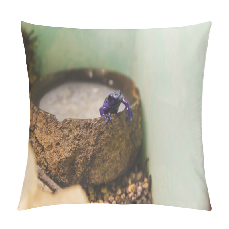 Personality  Close Up Picture Of Small Purple Poison Frog In Reptile Garden Staying In Pool Of Water, Nature Concept In Aquarium With Light Background. Exotic Tree Frog Isolated In The Imitation Of Forest.  Pillow Covers