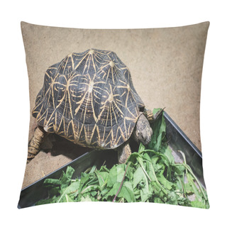 Personality  Radiated Tortoise (Astrochelys Radiata) Pillow Covers