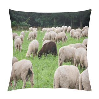 Personality  A Black Sheep Among The White Ones Pillow Covers
