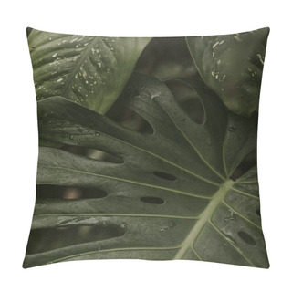 Personality  Close Up Of Green Split Leaf Philodendron Pillow Covers