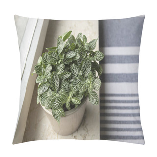 Personality  House Plant : Fittonia Albivenis (nerve Plant) From Above Grows In The Flower Pot Standing At A Sill. Small Slow-Growing Indoor Plant On Windowsill. Pillow Covers