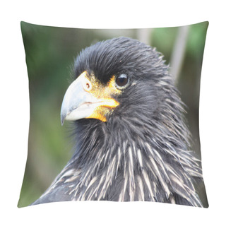 Personality  Striated Caracara Close Up, Falkland Islands, Malvinas Pillow Covers