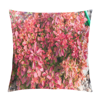 Personality  Red Leaves Of Berberis Thunbergii Garden, Background. Pillow Covers