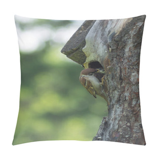 Personality  Nature Wildlife. Sparrow Feeds Chick In Hollow Pillow Covers