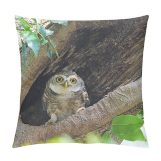 Personality  Spotted Owlet Pillow Covers